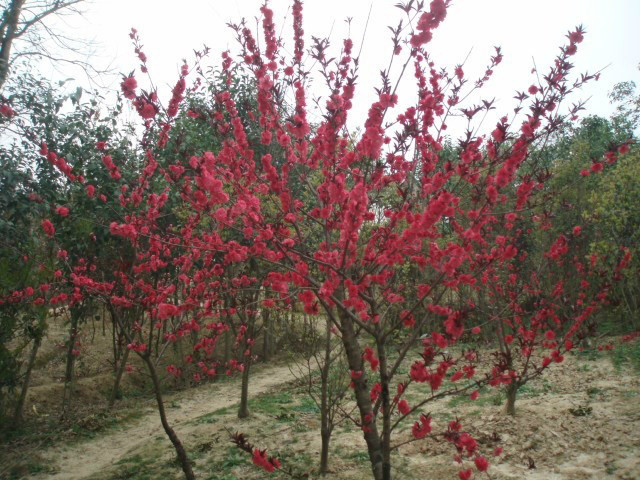 安徽紅葉碧桃，紅梅，紅葉石楠球