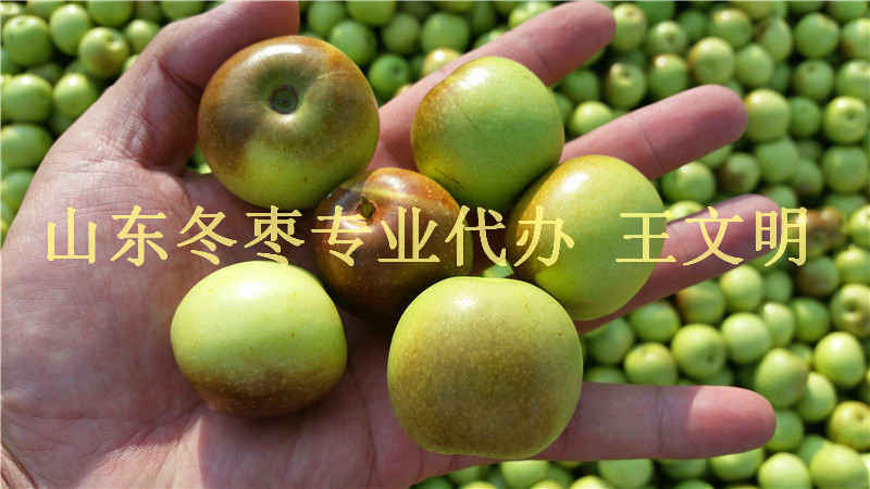 近期山東冬棗產(chǎn)地新報價