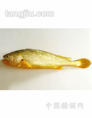 寧德大黃魚(yú)