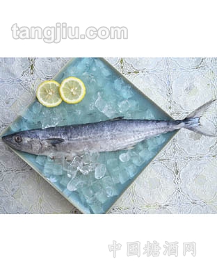 鮮速凍馬鮫魚(yú)